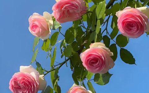 六月份是什么花：探秘盛夏的当家花旦——荷花