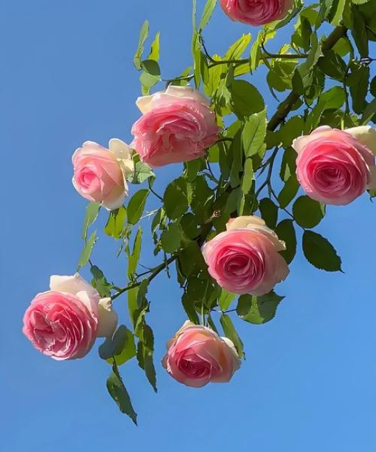 六月份是什么花：探秘盛夏的当家花旦——荷花