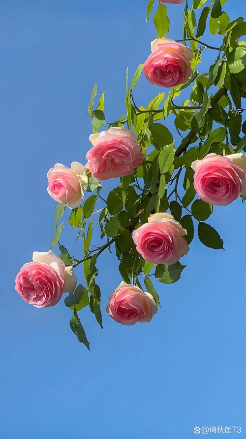 六月份是什么花：探秘盛夏的当家花旦——荷花