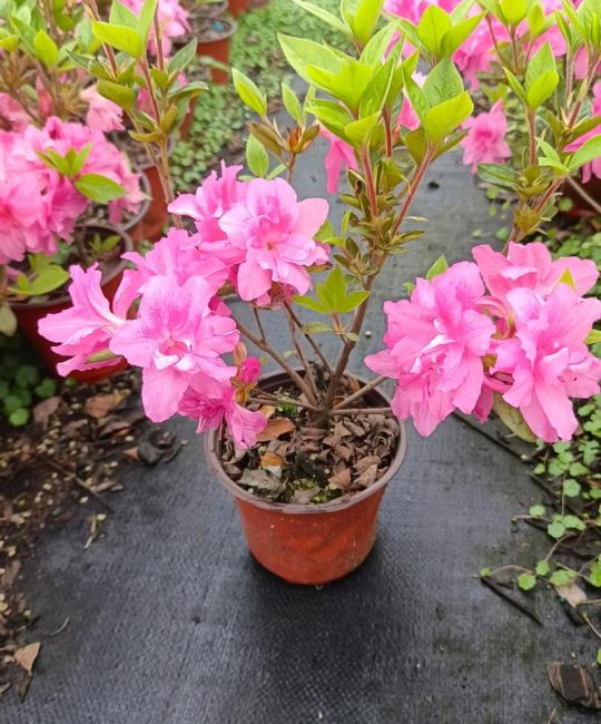 杜鹃花一年四季开花的品种选择与花期管理全攻略