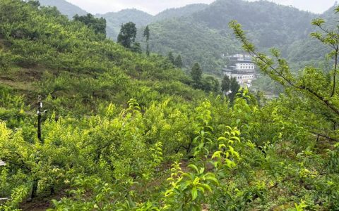 李子树四季常青吗？解析其落叶习性与地域性种植指南