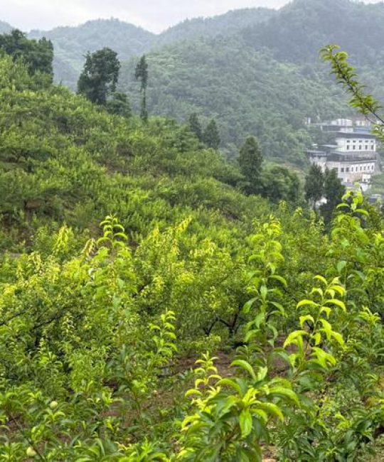 李子树四季常青吗？解析其落叶习性与地域性种植指南