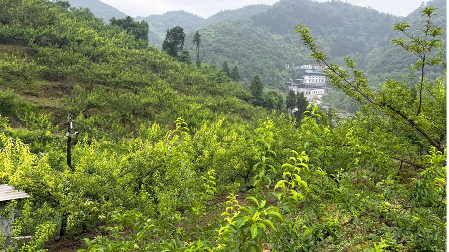 李子树四季常青吗?解析其落叶习性与地域性种植指南 李子树是落叶果树,四季常青是误解