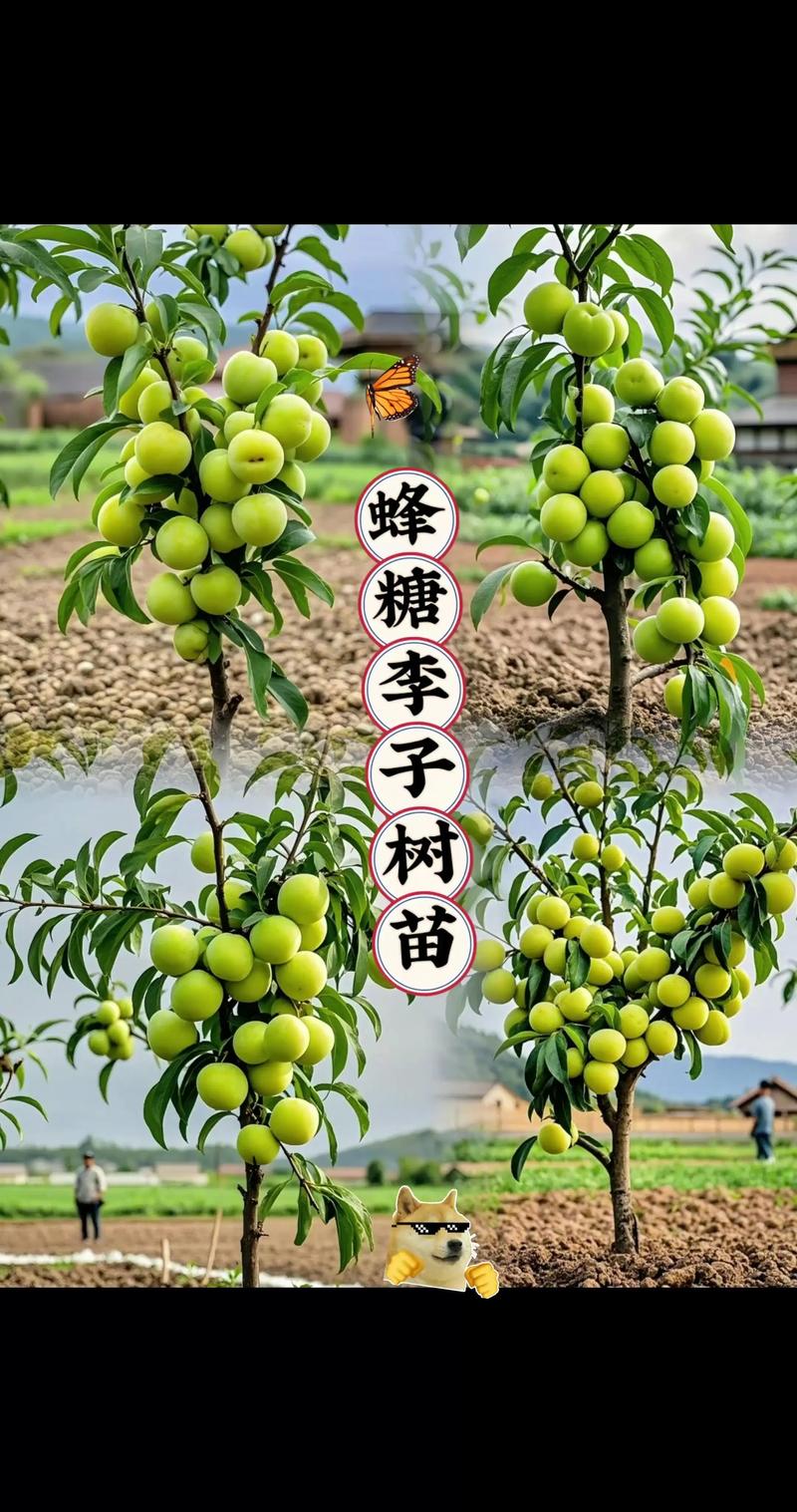 李子树四季常青吗?解析其落叶习性与地域性种植指南 光照与水分精细化管理