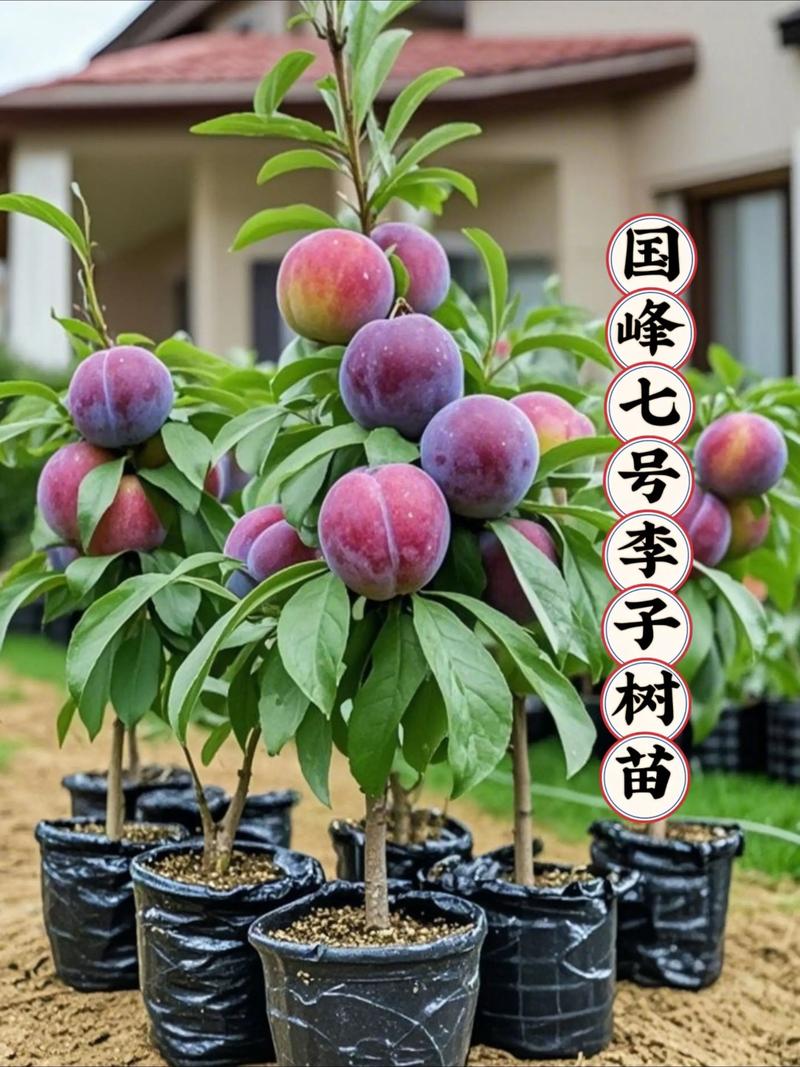 李子树四季常青吗?解析其落叶习性与地域性种植指南 常见误区纠正
