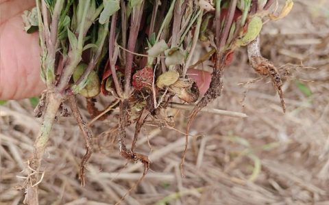 花生根腐病和茎腐病怎么治？权威防治指南与实操技巧