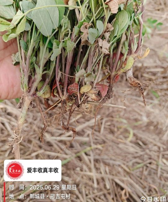 花生根腐病和茎腐病怎么治？权威防治指南与实操技巧