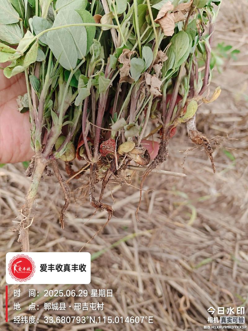花生根腐病和茎腐病怎么治?权威防治指南与实操技巧 花生根腐病和茎腐病怎么治?权威防治指南与实操技巧