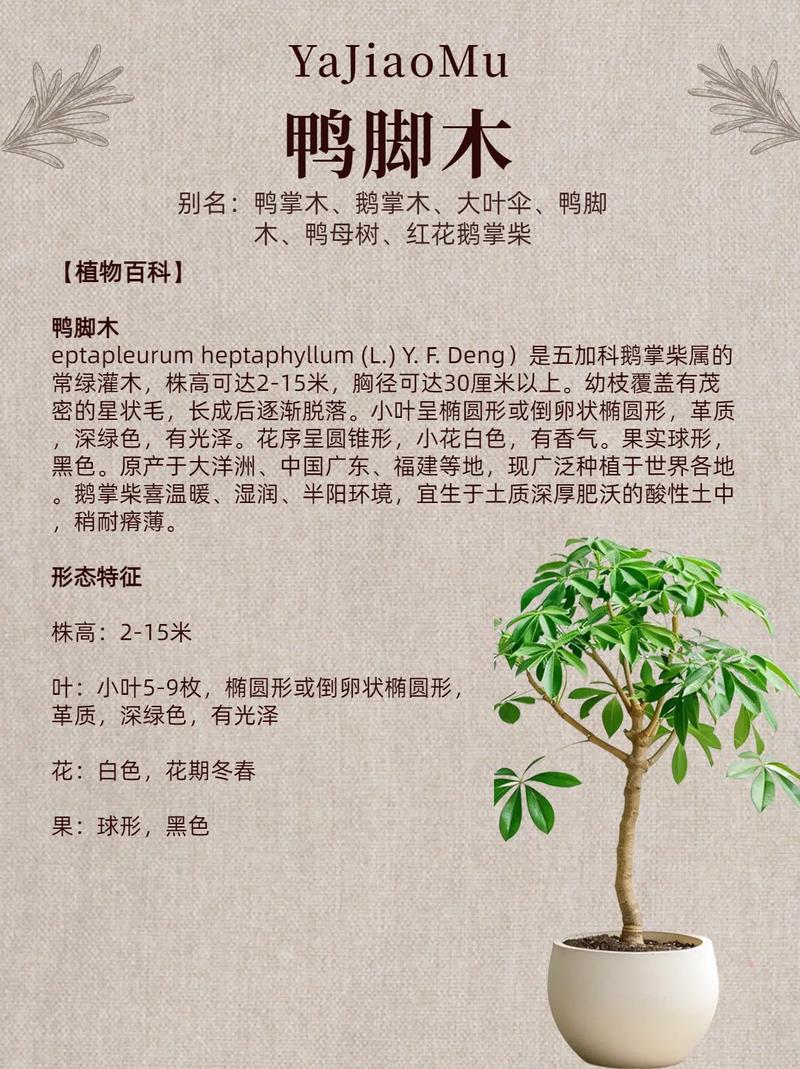鸭掌木怎么养才能枝繁叶茂?家庭园艺养护全指南 光照:明亮散射光,是鸭掌木叶片浓密的首选环境