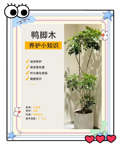 鸭掌木怎么养才能枝繁叶茂?家庭园艺养护全指南 修剪:定期修剪,是控制株型、促进分枝的有效手段