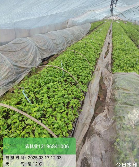 科学选购构树苗：渠道核查与质量评估指南
