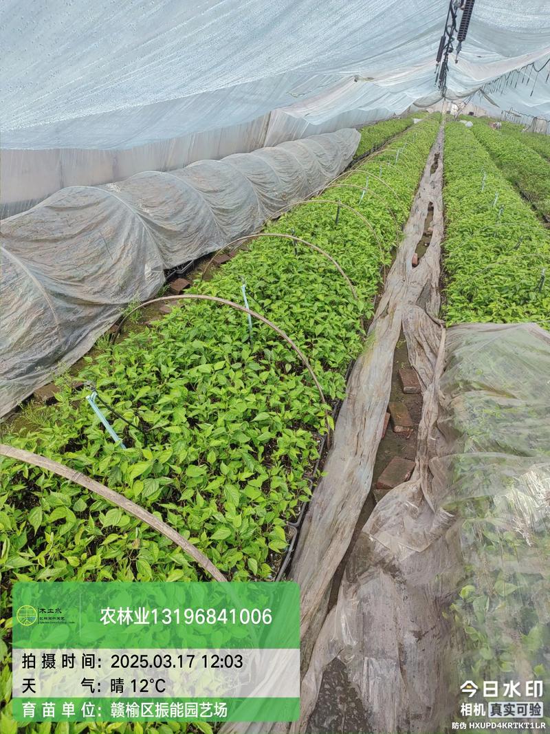 科学选购构树苗:渠道核查与质量评估指南 科学选购构树苗:渠道核查与质量评估指南