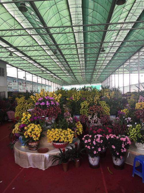 龙岗花卉批发市场采购指南:如何科学评估并筛选优质渠道 第四步:根系状态评估——健康与否在细节中