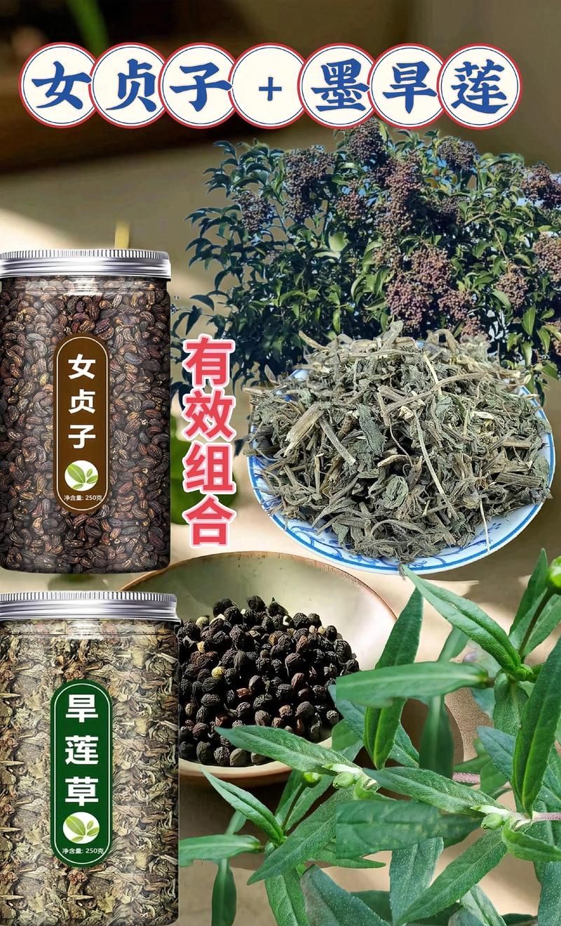 女贞子简介与安全性声明