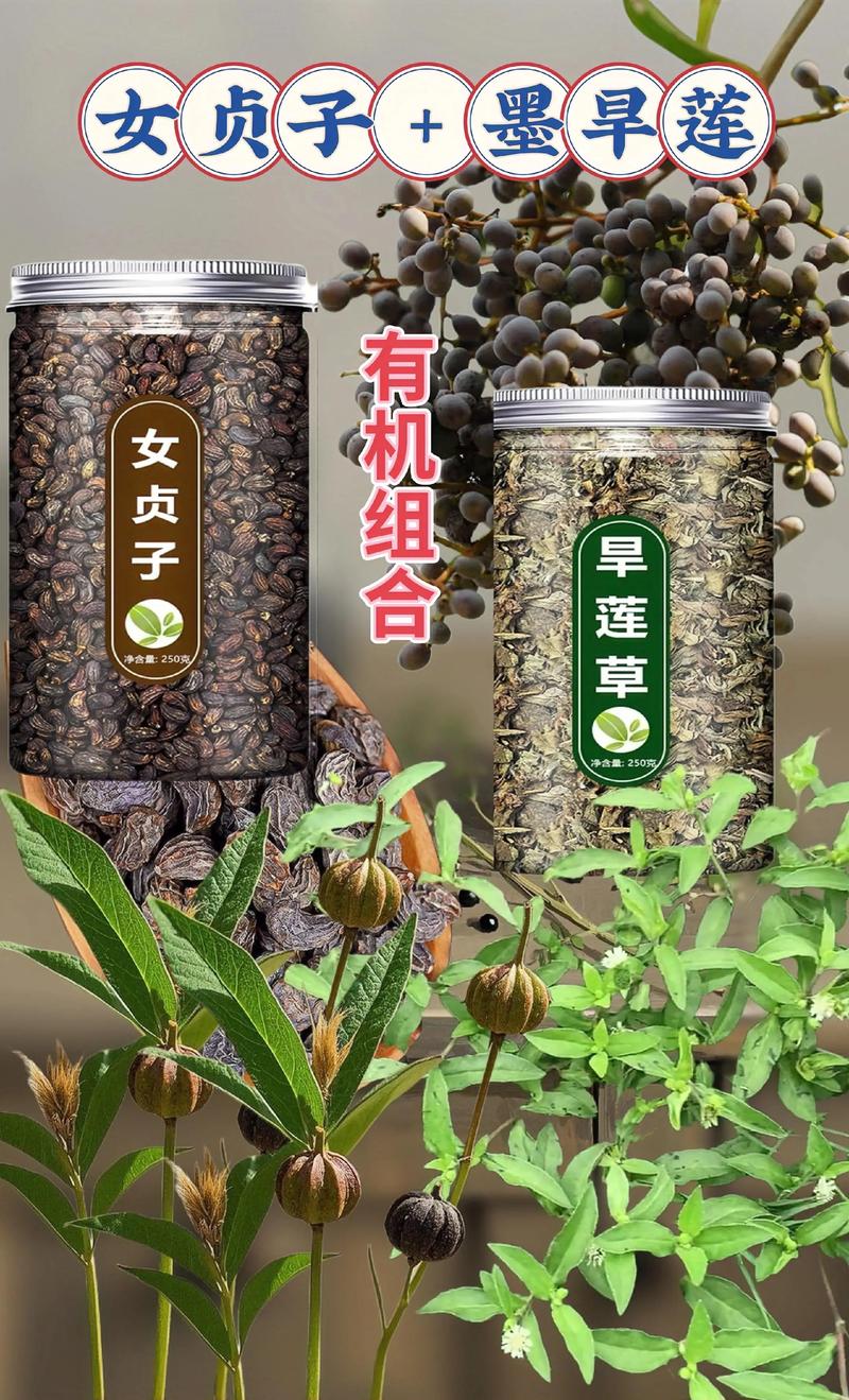 女贞子的主要功效（药用常识）