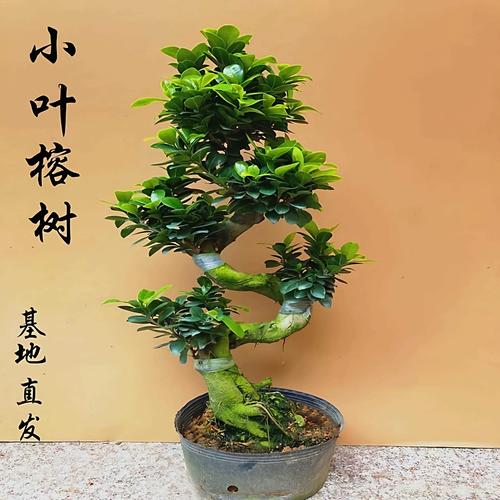 金钱榕盆景适合室内养吗？科学养护与摆放全攻略
