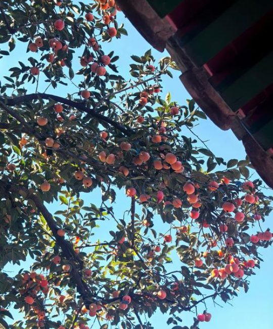 柿子树最忌讳三个地方：庭院种植布局与风水禁忌详解