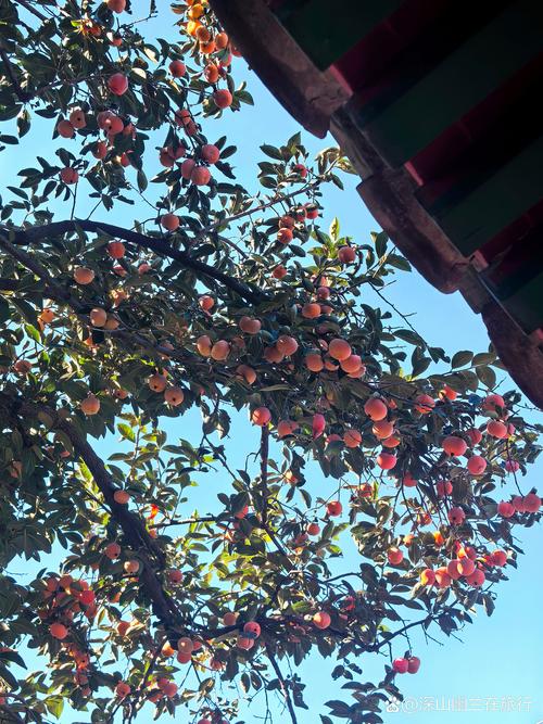 柿子树最忌讳三个地方:庭院种植布局与风水禁忌详解 柿子树最忌讳三个地方:庭院种植布局与风水禁忌详解