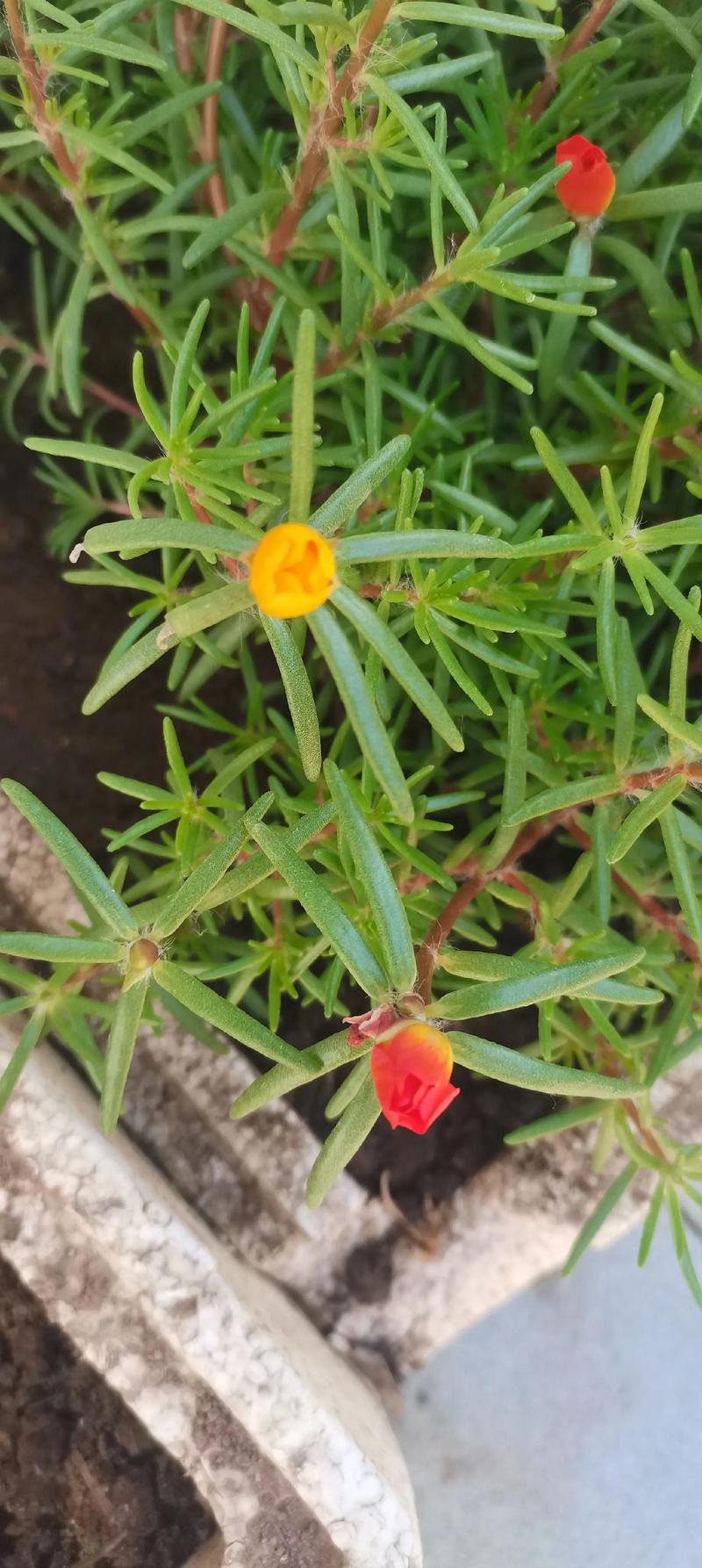 太阳花怎么种好看?从播种到爆盆,掌握这6个关键点,花开又多又鲜艳 光照与水肥精准方案:阳光是“好看”的命根子