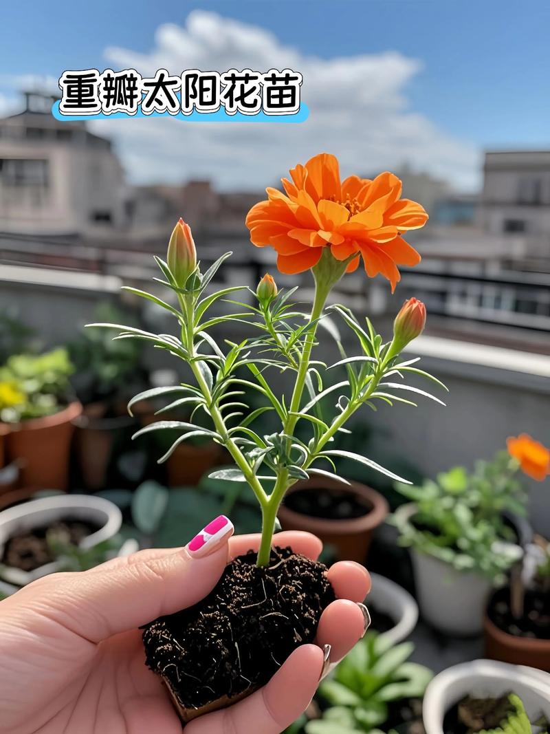 太阳花怎么种好看?从播种到爆盆,掌握这6个关键点,花开又多又鲜艳 常见误区与纠正