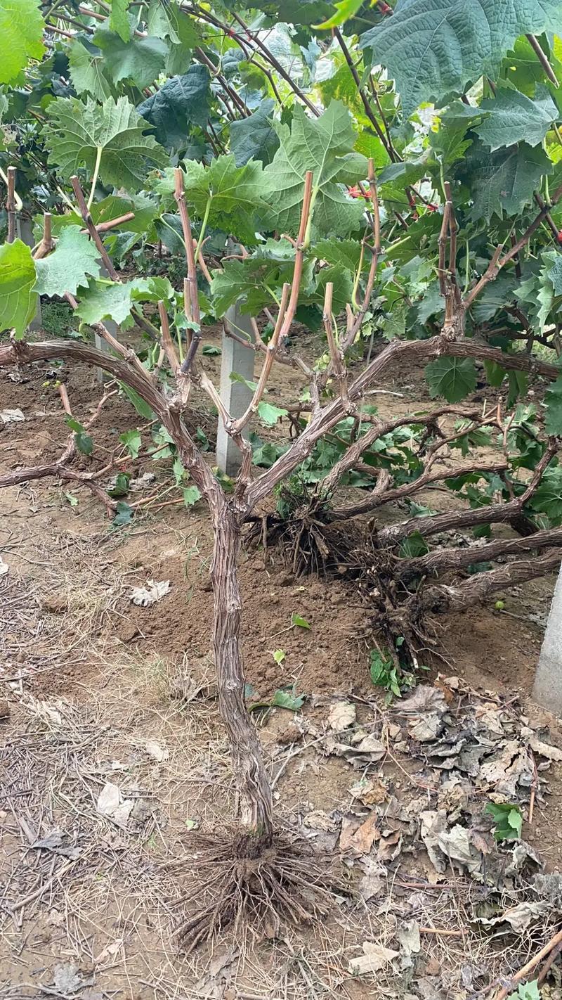 四、栽植深度：根茎结合部与地面平齐