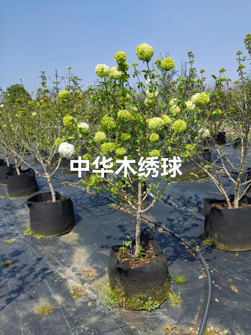 木绣球花树多少钱一棵?2024年价格参考与影响因素分析 季节:春秋旺季价格上浮10%