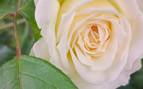 月季花多久开一次花？四季养护与促花全攻略
