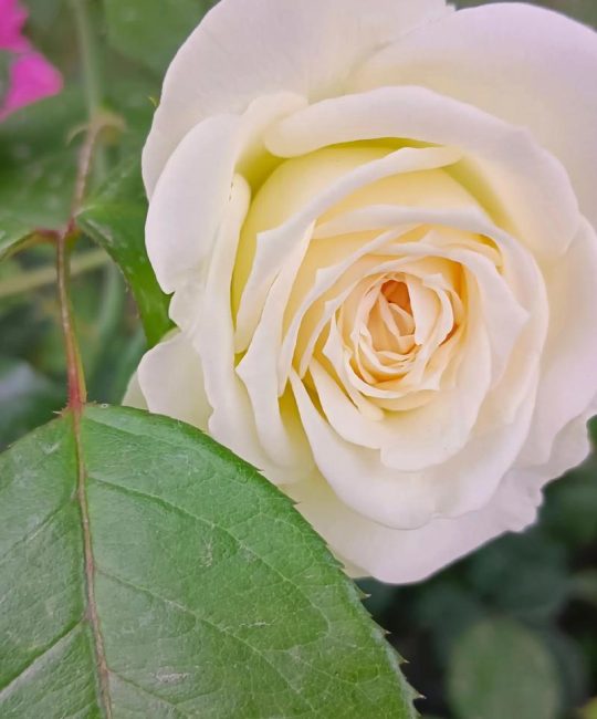 月季花多久开一次花？四季养护与促花全攻略