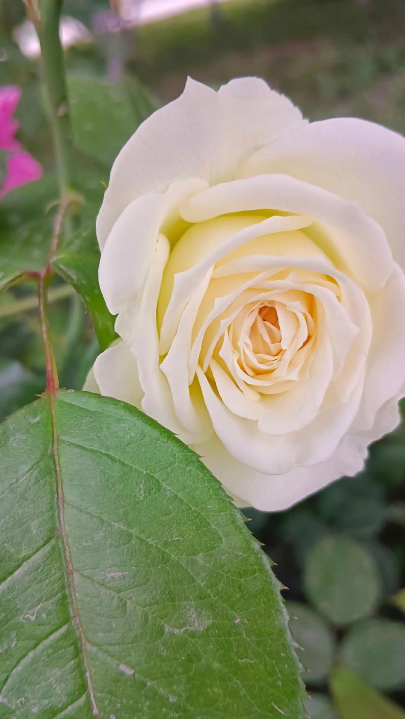 月季花多久开一次花？四季养护与促花全攻略