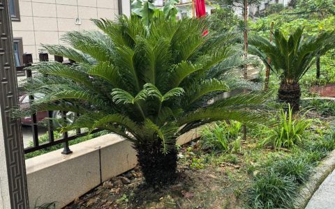 家门口两边种铁树好不好？园艺师教你科学判断与养护