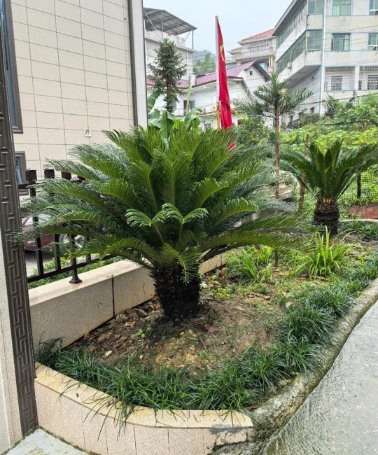 家门口两边种铁树好不好？园艺师教你科学判断与养护