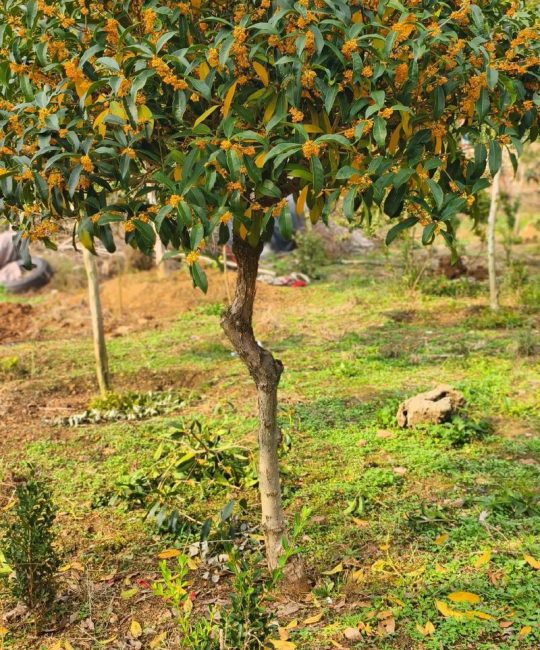 桂花树在北方能栽活吗？北方种植桂花树全攻略（盆栽+露地）