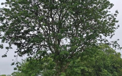 皂角树苗价格是多少？规格、产地、采购量影响报价