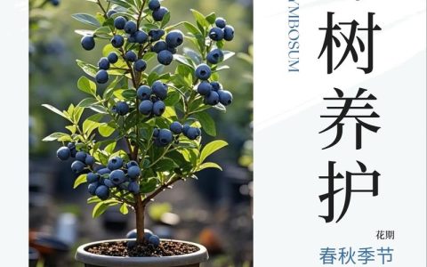 蓝莓树怎么养护和管理：家庭盆栽全攻略