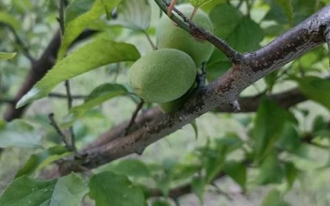 家门口种杏树好不好？科学养护与风水寓意全解析