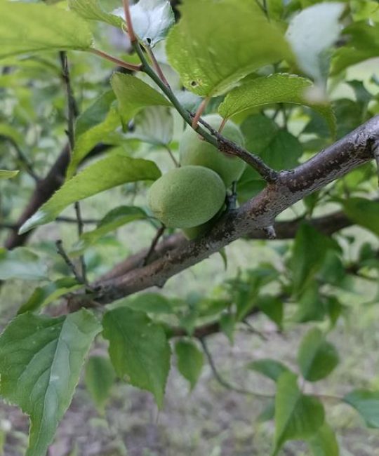 家门口种杏树好不好？科学养护与风水寓意全解析