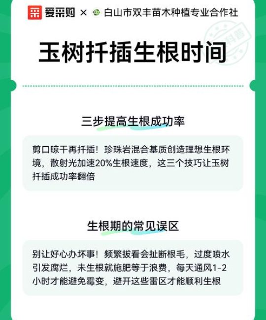 玉树插枝多久能生根？水培土培生根时间与养护全攻略