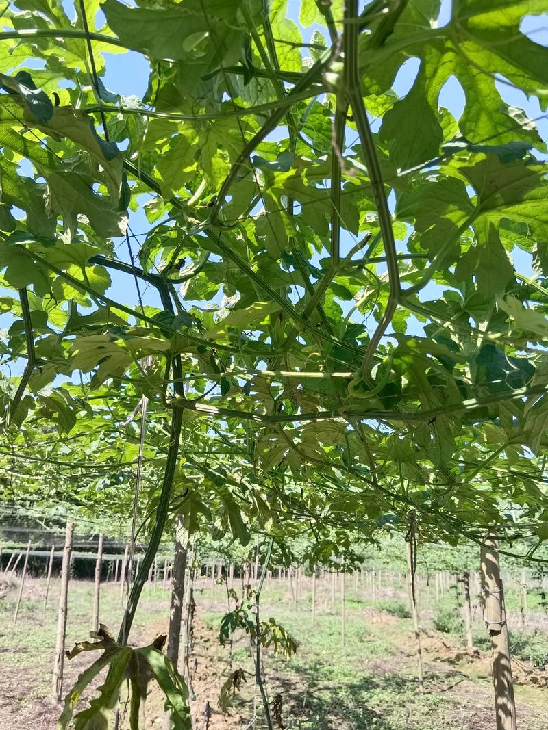 五、浇定根水