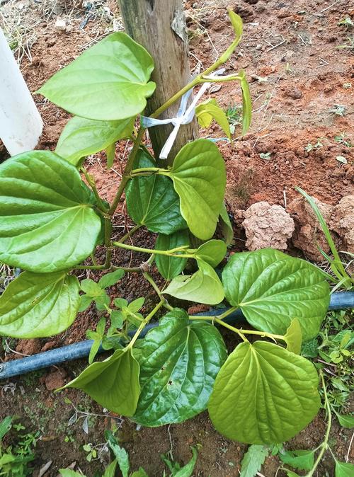 四、栽植深度