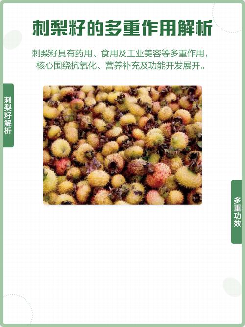 刺梨种子多少钱一斤?2025年市场价格与五大影响因素解析 价格总览表