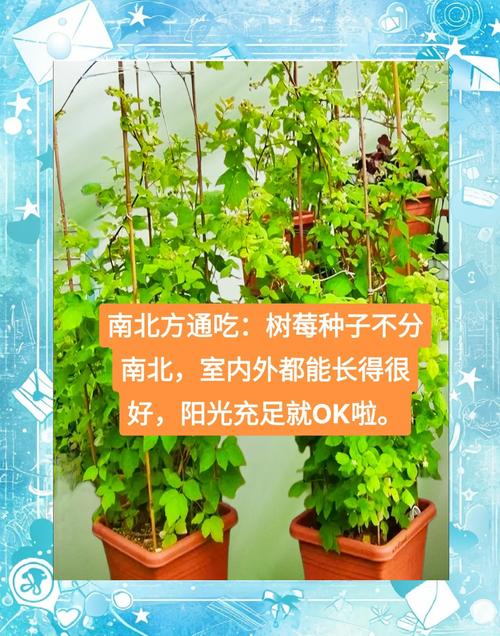 树莓用什么土种植好?从选土到定植的全程实操指南 四、栽植深度