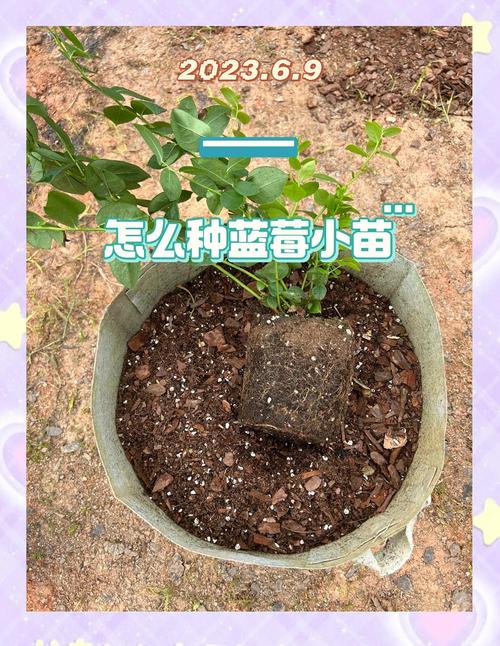 树莓用什么土种植好?从选土到定植的全程实操指南 五、浇定根水