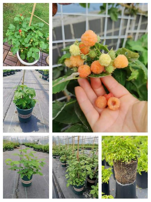 树莓用什么土种植好?从选土到定植的全程实操指南 六、缓苗管理
