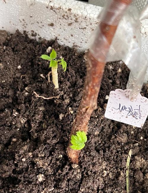 树莓用什么土种植好?从选土到定植的全程实操指南 七、成活注意事项