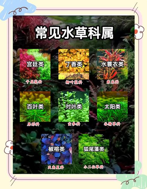 苦草别名叫什么?沉水植物中的“水底精灵”全解析 越冬管理:确保安全过冬