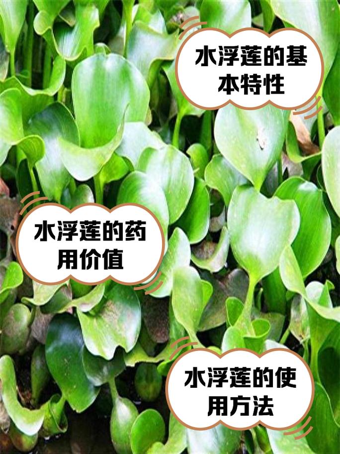 苦草别名叫什么?沉水植物中的“水底精灵”全解析 常见问题与解答