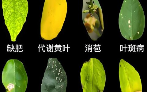 三角梅肥害的典型症状识别与急救处理指南