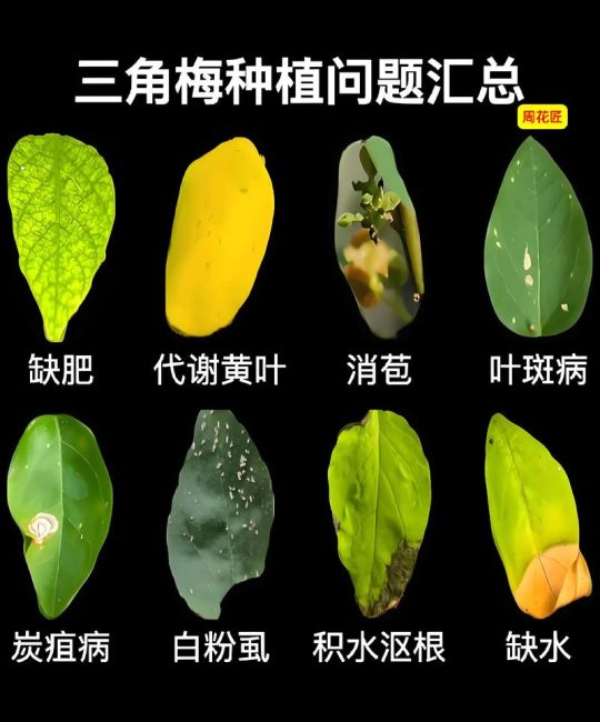 三角梅肥害的典型症状识别与急救处理指南
