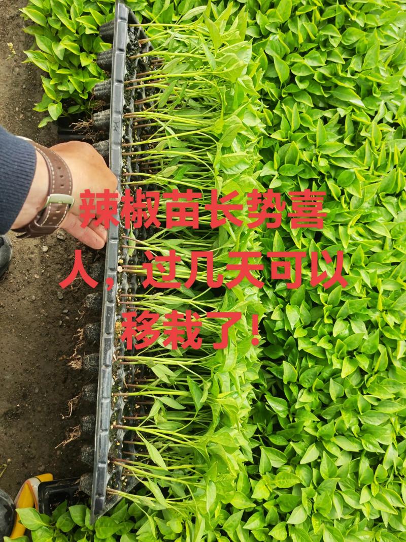 二、什么苗可以移栽？看这4个硬标准