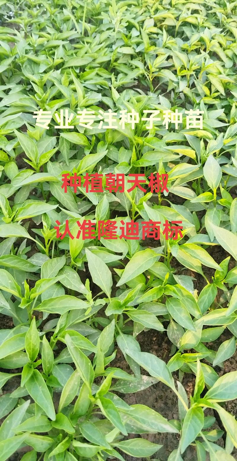四、移栽时怎么栽？按这个顺序做